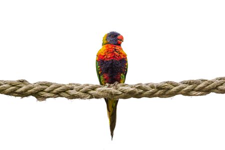 Rainbow Parrot Trichoglossus haematodus sitting on a rope, isolated on whiteの写真素材