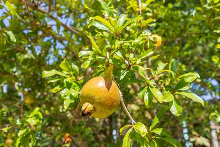 Ripening process of a pomegranate fruit on tree branch in the garden.の写真素材