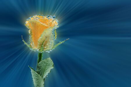 Bright yellow rose with many air bubbles as decoration or backgroundの写真素材