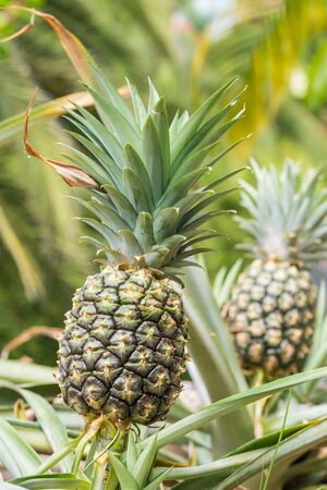 Pineapple plant field. Pineapple tropical fruit growing in gardenの写真素材