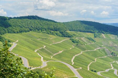 The vineyards on the Moselle river, Rhineland-Palatinate, Germanyの写真素材