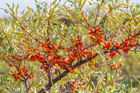 A lot of useful berries of sea buckthorn on a bush with green leavesの写真素材