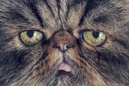 Close up of the snout of a gray persian catの写真素材