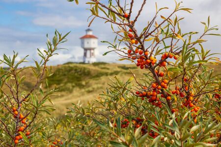 A sea buckthorn bush on the East Frisian island of Langeoog with a lighthouse in the background.の写真素材