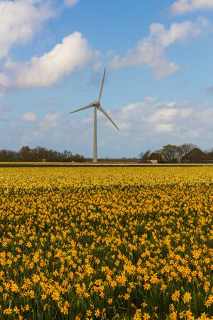 Wind power plant on a blooming daffodil field somewhere in Holland - a renewable energy source.の写真素材