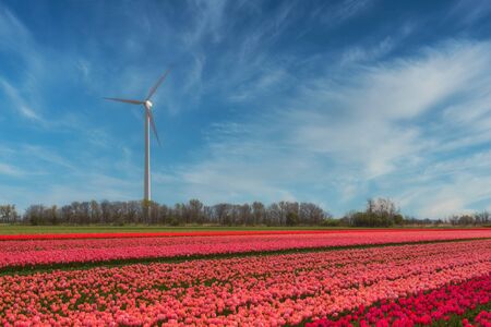 Wind power plant on a blooming tulip field somewhere in Holland - a renewable energy source.の写真素材