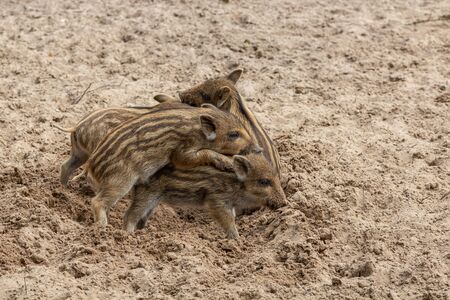 Three little wild boar piglets romp in the mudの写真素材