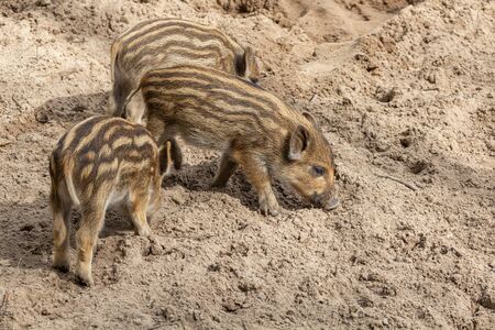 Three little wild boar piglets dig in the ground for foodの写真素材