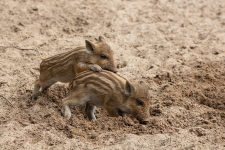 Two little wild boar piglets romp in the mudの写真素材