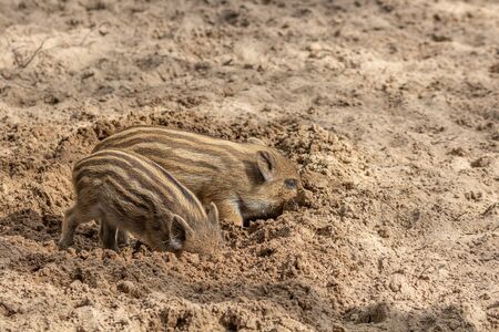 Two little wild boar piglets dig in the ground for foodの写真素材
