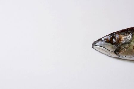 Head of a fish with white backgroundの写真素材