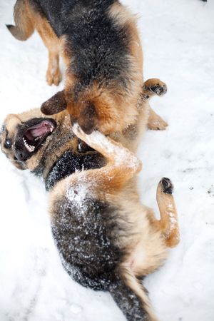 Dog fighting in the cold time of year in the snowの写真素材