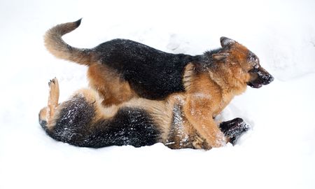 Dog fighting in the cold time of year in the snowの写真素材