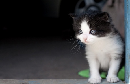 Fluffy kitten black and white color peeks out of the barnの写真素材