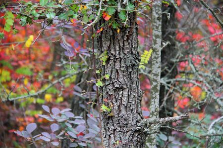 tree bark in the autumn forestの写真素材