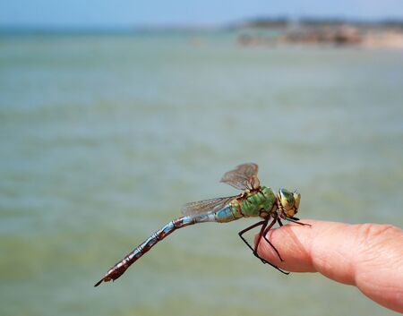 dragonfly sitting on hand at the seasideの写真素材