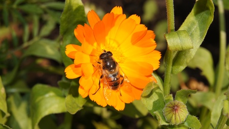 Gadfly on yellow flower in the garden