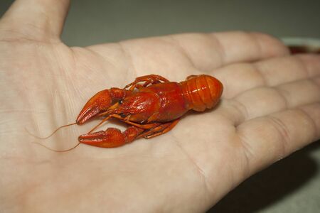 Boiled cancer lies in the palm of your handの写真素材