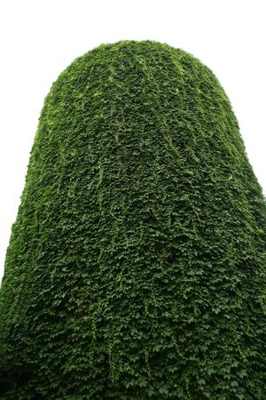 The tower is completely overgrown with wild grapes. Wallpaper.の写真素材