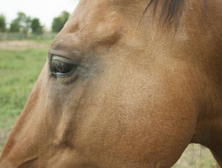 Horse's head. Part of the head of a brown horse.の写真素材