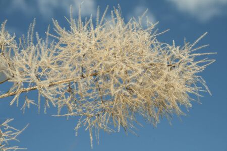 tree branch with seeds, against the blue sky.の写真素材