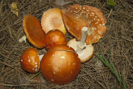 Cut a few mushrooms toadstools on old needlesの写真素材