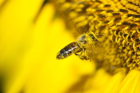 The bee collects honey from the flowersの写真素材