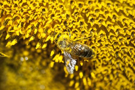 The bee collects honey from the flowersの写真素材