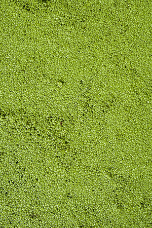 Green algae. The solid background.