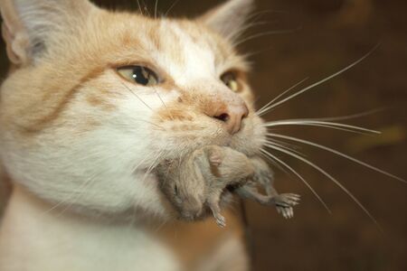 white red cat holding a mouse in his mouthの写真素材