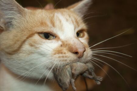white red cat holding a mouse in his mouthの写真素材