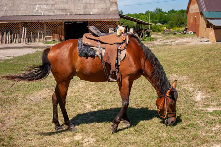 A sA saddled horse is waiting for a rider. Summer day.addled horse is waiting for a rider. Summer day. High quality photoの写真素材