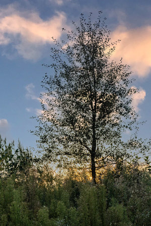 Silhouette of a tree against the background of the setting sunの写真素材
