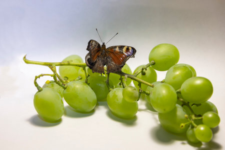 butterfly on a bunch of green grapes on a white backgroundの写真素材