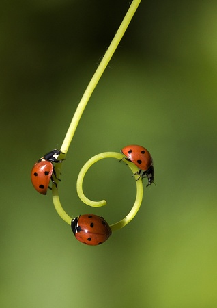 Ladybird on a spiralの写真素材