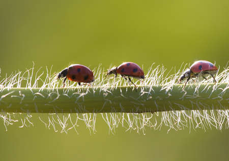 Ladybirdの写真素材