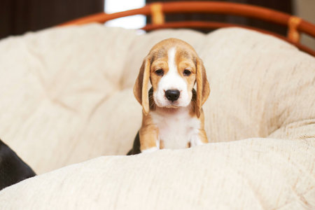 Beagle puppy playing at home on a hardwood floor. Place for textの写真素材