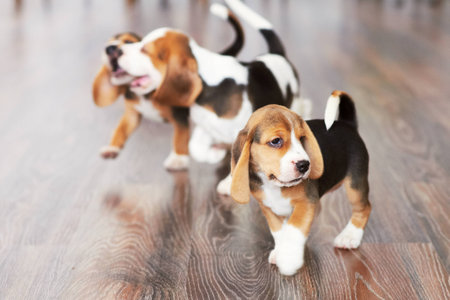Beagle puppy playing at home on a hardwood floor. Place for textの写真素材