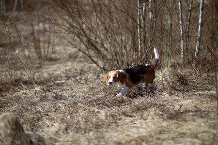 dog beagle play in the meadow forest fieldの写真素材