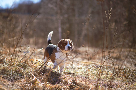 dog beagle play in the meadow forest fieldの写真素材