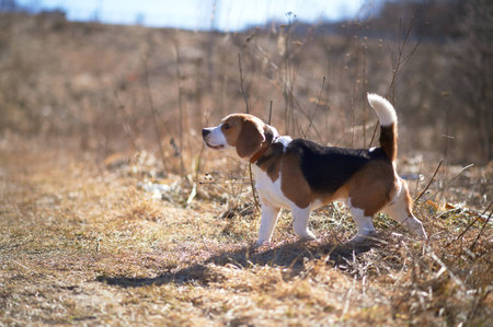 dog beagle play in the meadow forest fieldの写真素材