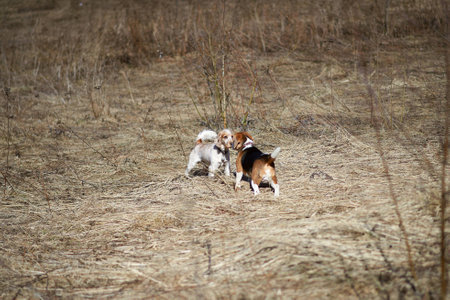 dog beagle play in the meadow forest fieldの写真素材
