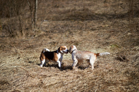 dog beagle play in the meadow forest fieldの写真素材