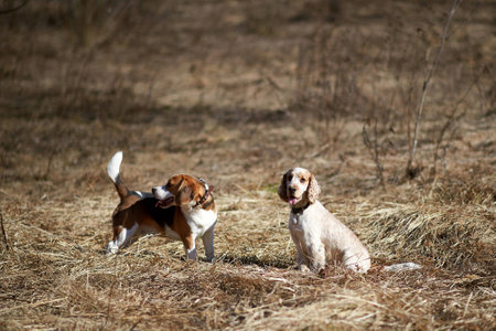 dog beagle play in the meadow forest fieldの写真素材