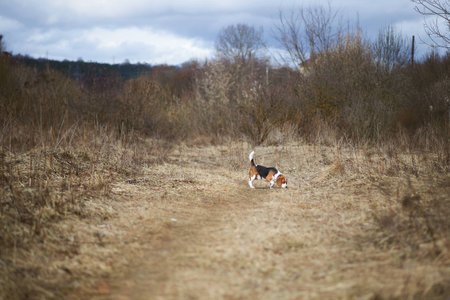 dog beagle play in the meadow forest fieldの写真素材