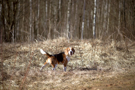 dog beagle play in the meadow forest fieldの写真素材