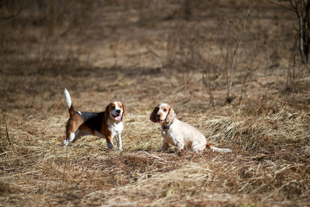dog beagle play in the meadow forest fieldの写真素材