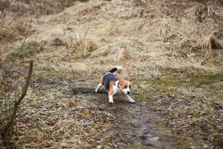 dog beagle play in the meadow forest fieldの写真素材