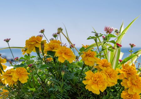 Yellow flowers close up on a blurred background of the sea horizonの写真素材