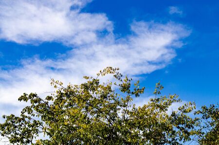 Top of a tree crown with leaves on a background of blue sky and white cloudの写真素材